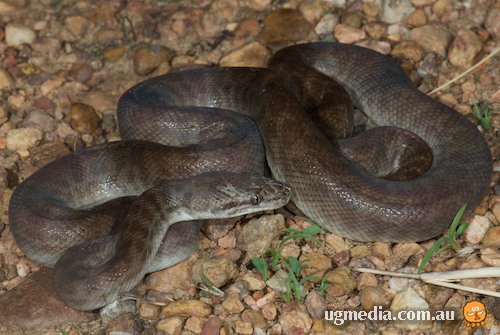 Children's python (Antaresia childreni)