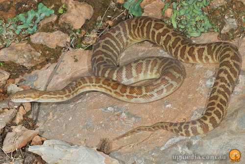 Stimson's python (Antaresia stimsoni)