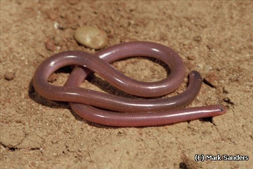 northern blind snake (Anilios diversus)