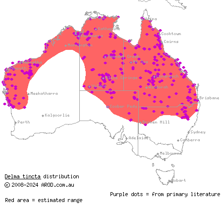 excitable delma (Delma tincta) distribution range map