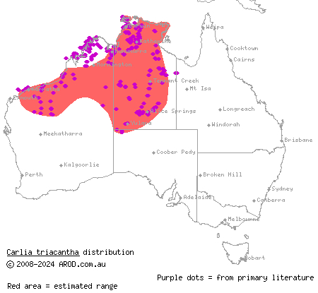 desert rainbow-skink (Carlia triacantha) distribution range map