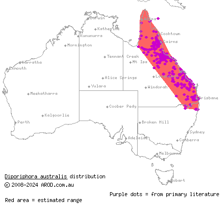 tommy roundhead (Diporiphora australis) distribution range map
