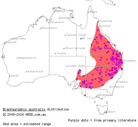Australian coral snake (Brachyurophis australis) distribution range map