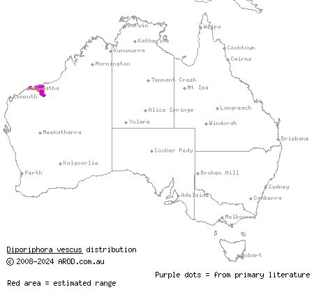 northern Pilbara tree dragon (Diporiphora vescus) distribution range map