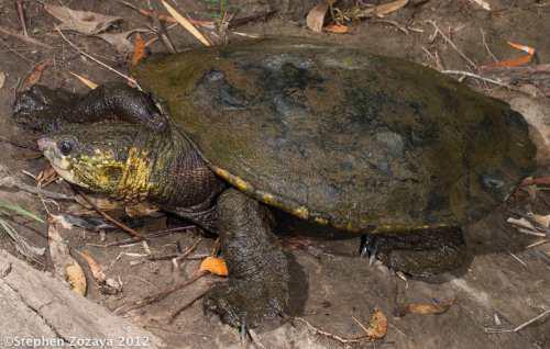 southern snapping turtle (Elseya albagula)