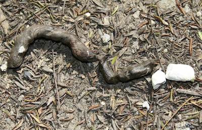 photo of snake poo / snake faeces