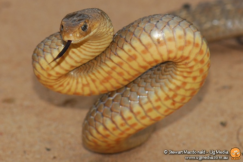 Australian Brown Snake