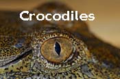 Crocodiles, alligators, caimen and the gharial