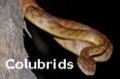 Colubrid snakes