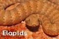 Elapid snakes