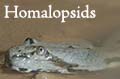 Homalopsid snakes