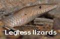 Legless lizards