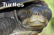 Testudines - Turtles, tortoises and terrapins