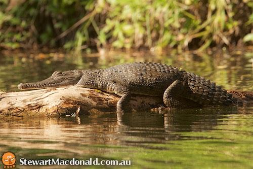 freshwater crocodile (Crocodylus johnstoni)