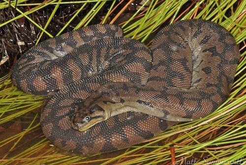 Arafura file snake (Acrochordus arafurae)