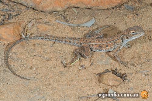 central military dragon (Ctenophorus isolepis)