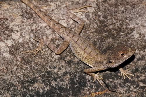 Lally's two-lined dragon (Diporiphora lalliae)