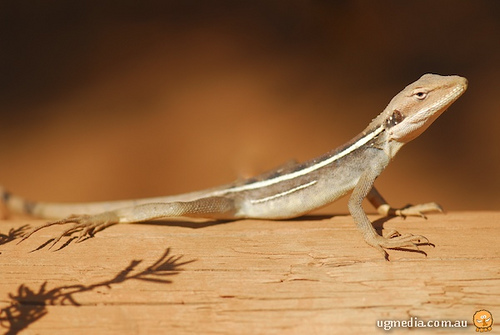 long-nosed dragon (Gowidon longirostris)