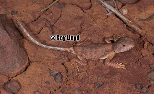 Fortescue pebble-mimic dragon (Tympanocryptis fortescuensis)