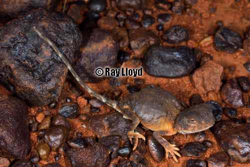 Goldfields pebble-mimic dragons (Tympanocryptis pseudopsephos)