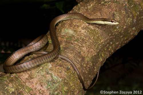 northern tree snake (Dendrelaphis calligastra)