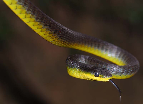common tree snake (Dendrelaphis punctulatus)