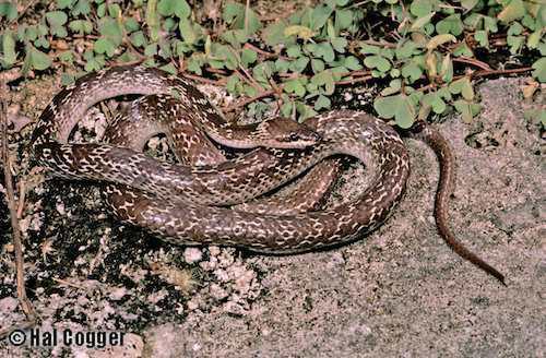 common wolf snake (Lycodon capucinus)
