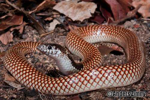 robust burrowing snake (Antaioserpens albiceps)