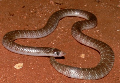 north-western shovel-nosed snake (Brachyurophis approximans)