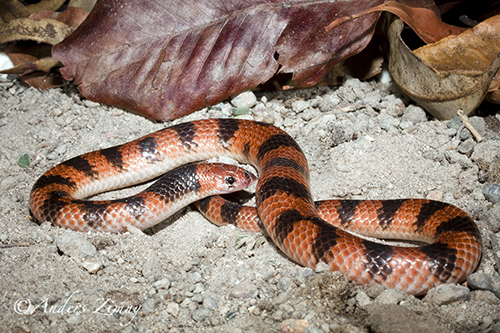 Cape York shovel-nosed snake (Brachyurophis campbelli)