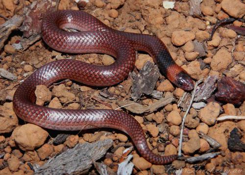 Arnhem shovel-nosed snake (Brachyurophis morrisi)