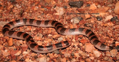 northern shovel-nosed snake (Brachyurophis roperi)