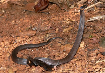 northern crowned snake (Cacophis churchilli)