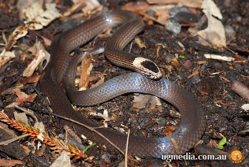 white-crowned snake (Cacophis harriettae)
