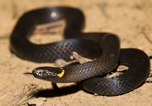 southern dwarf crowned snake (Cacophis krefftii)