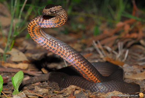 golden-crowned snake (Cacophis squamulosus)