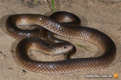 Carpentaria snake (Cryptophis boschmai)
