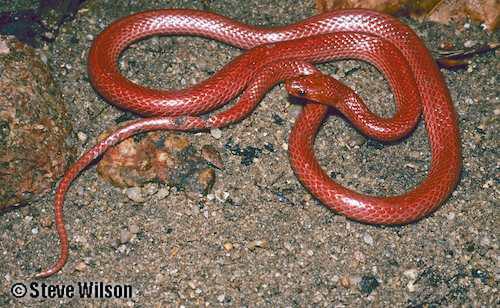 pink snake (Cryptophis incredibilis)