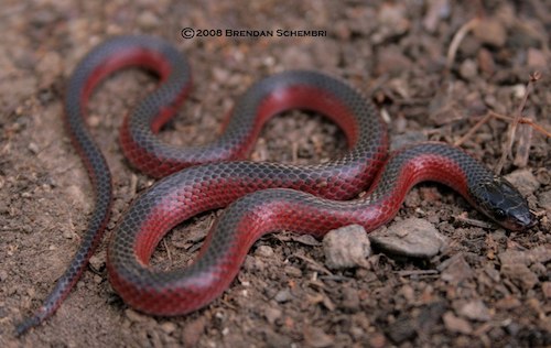 black-striped snake (Cryptophis nigrostriatus)