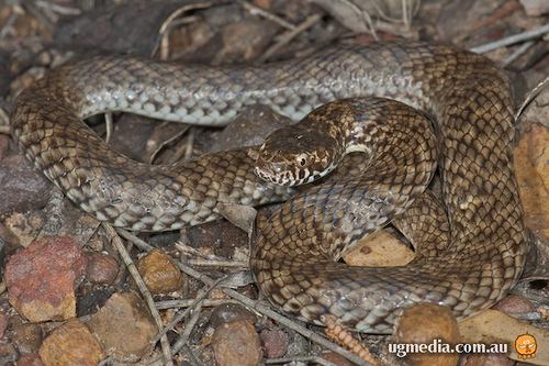 De Vis' banded snake (Denisonia devisi)