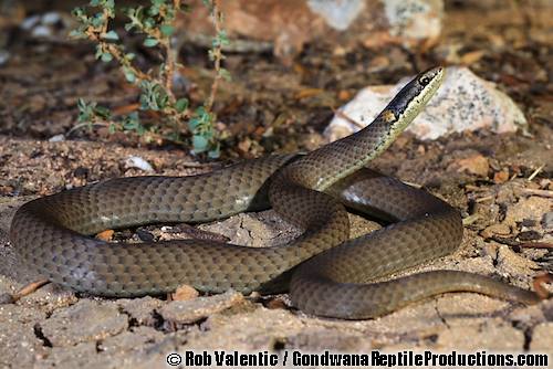 Masters' snake (Drysdalia mastersii)