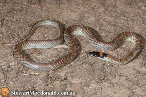 red-naped snake (Furina diadema)