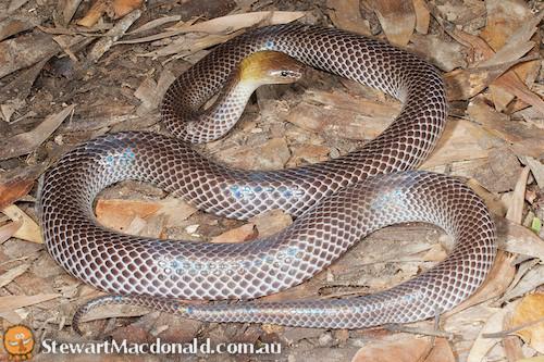 brown-headed snake (Furina tristis)