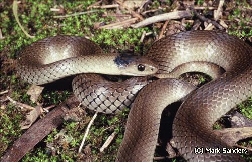 grey snake (Hemiaspis damelii)