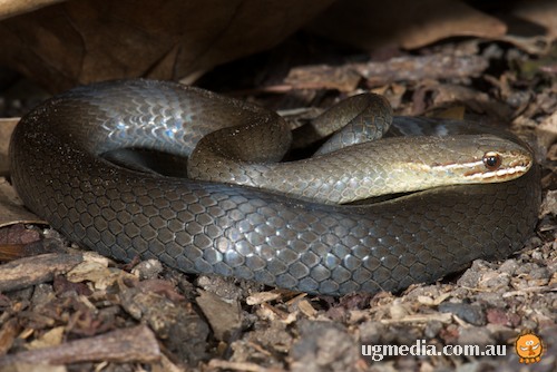 marsh snake (Hemiaspis signata)