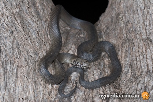 pale-headed snake (Hoplocephalus bitorquatus)