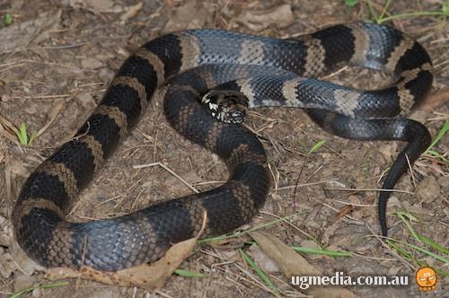 Stephens' banded snake (Hoplocephalus stephensii)