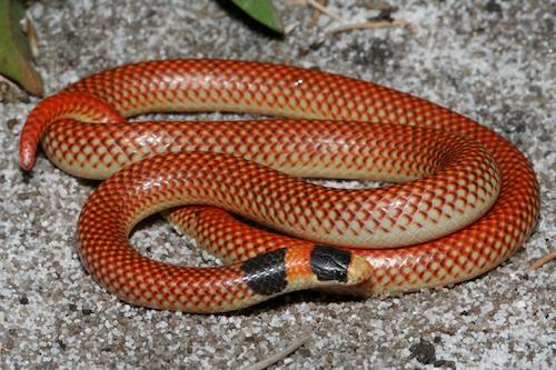 black-naped snake (Neelaps bimaculatus)