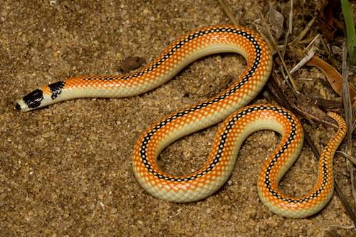 black-striped burrowing snake (Neelaps calonotus)