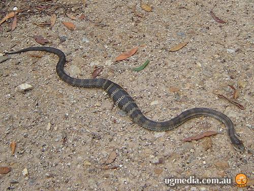 tiger snake (Notechis scutatus)